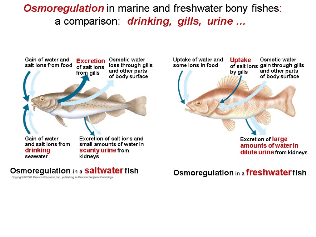 Chapter 44 Osmoregulation and Excretion. Overview A Balancing